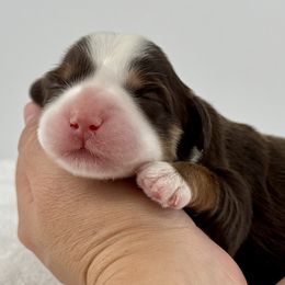 Aussiedoodle puppies from Sassy Pants Pups