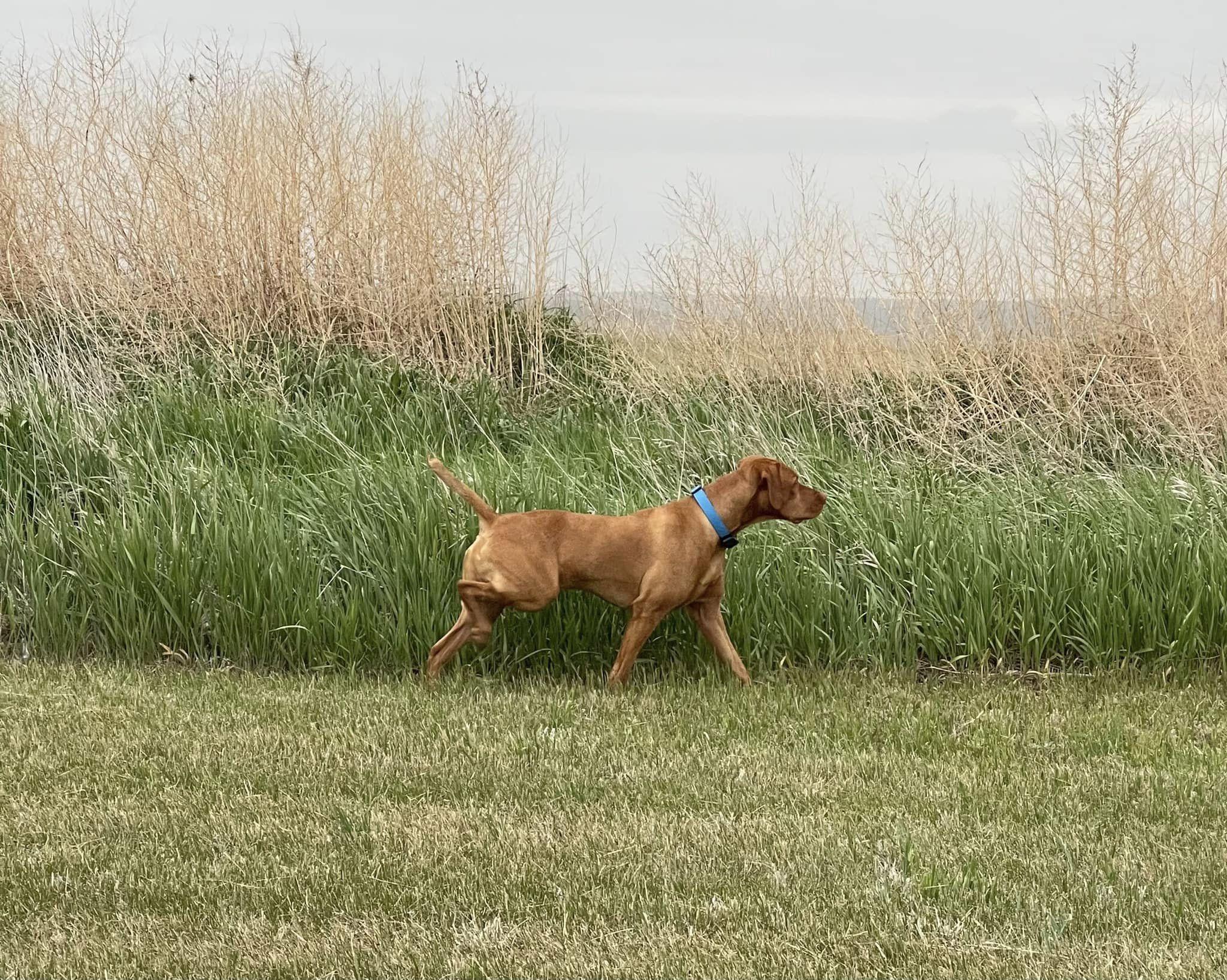 Nicole Lanie's Viszla in Minnesota Vizsla puppies Good Dog