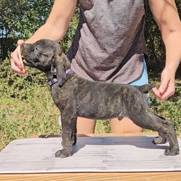 Purple Collar - Brindle male Boerboel puppy in Pattison, Texas from Sure Bet Kennels