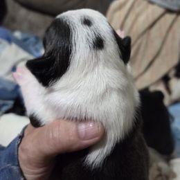 Boston Terrier Puppies from Pixie Pups
