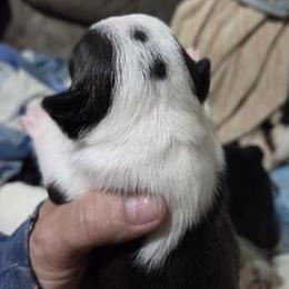 Boston Terrier Puppies from Pixie Pups
