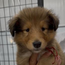 Red collar female - Sable and white female Collie puppy in Lonoke, Arkansas from Colley Collies
