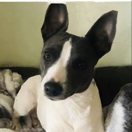 Niamh - Rat Terrier