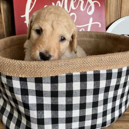 Labradoodles and Poodles from Painted Hollow Farms