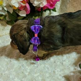 Dachshund Puppies from CLARK'S BREEDING PROGRAM