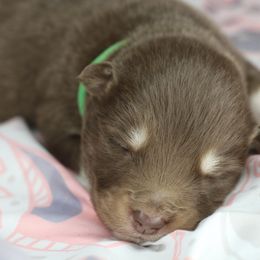 Mocha - Red and white male Alaskan Malamute puppy in Independence, Virginia from New River Valley Malamutes
