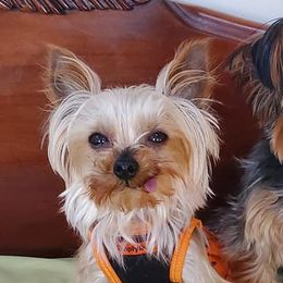 Yorkshire Terriers from www.sweetyorkiepuppies.quest