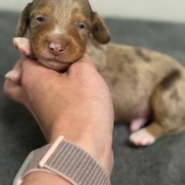 Sneezy AKC - Dapple male Dachshund puppy in Oklahoma City, Oklahoma from Barrett’s Doxie Farm