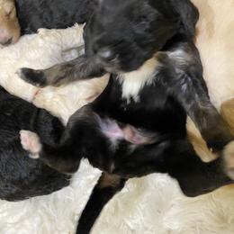 Sheepadoodle Puppies from Rox-Star Sheepadoodles