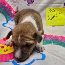 Solo girl 4 - Red and white female Basenji puppy in Caldwell, Texas from Candyce Witte