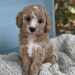 Marilyn - Red female Cavapoo puppy in Arlington, Texas from Van Haselen Poodles and Doodles