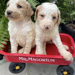 Bernedoodle, Goldendoodle, and Sheepadoodle Puppies from Lindy’s Doodles