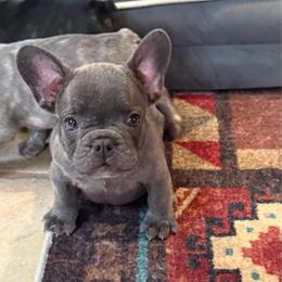 Blue collar - Blue male French Bulldog puppy in Livingston, Texas from Drake Home Frenchies