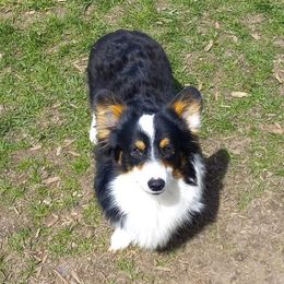 Trace - Pembroke Welsh Corgi