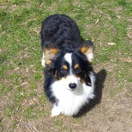 Trace - Pembroke Welsh Corgi