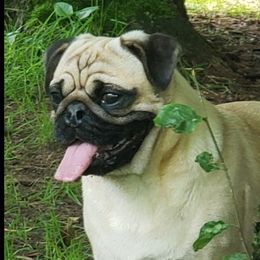 Alvin - Pug