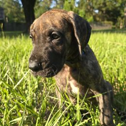 Doberman Pinscher and Great Dane Puppies from Draggin Dobermans & Great Danes