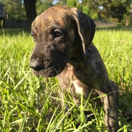 Doberman Pinscher and Great Dane Puppies from Draggin Dobermans & Great Danes