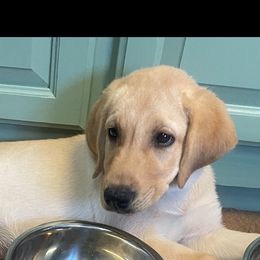 Labrador Retriever Puppies from Cary’s Buck Creek Retrievers