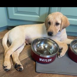 Labrador Retriever Puppies from Cary’s Buck Creek Retrievers