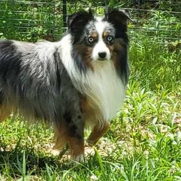 Ruger - Miniature Australian Shepherd