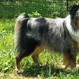 Ruger - Miniature Australian Shepherd