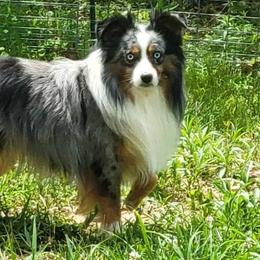Ruger - Miniature Australian Shepherd