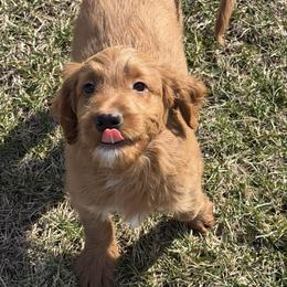 Mr Green - Red  male Goldendoodle puppy in Monticello, Indiana from Faithfully Yours Doodles