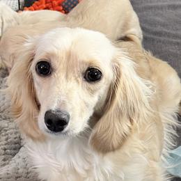 Opal - Dachshund