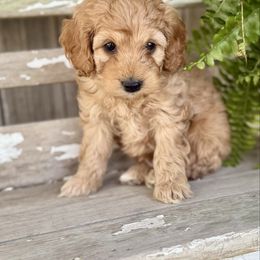 John - Apricot male Cavapoo puppy in Preston, Idaho from Shaffer Top Notch Puppies