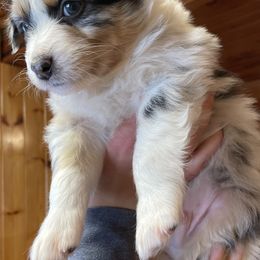 Yellow - Blue merle Australian Shepherd puppy in Frederic, Michigan from Chilly Peckers Farm