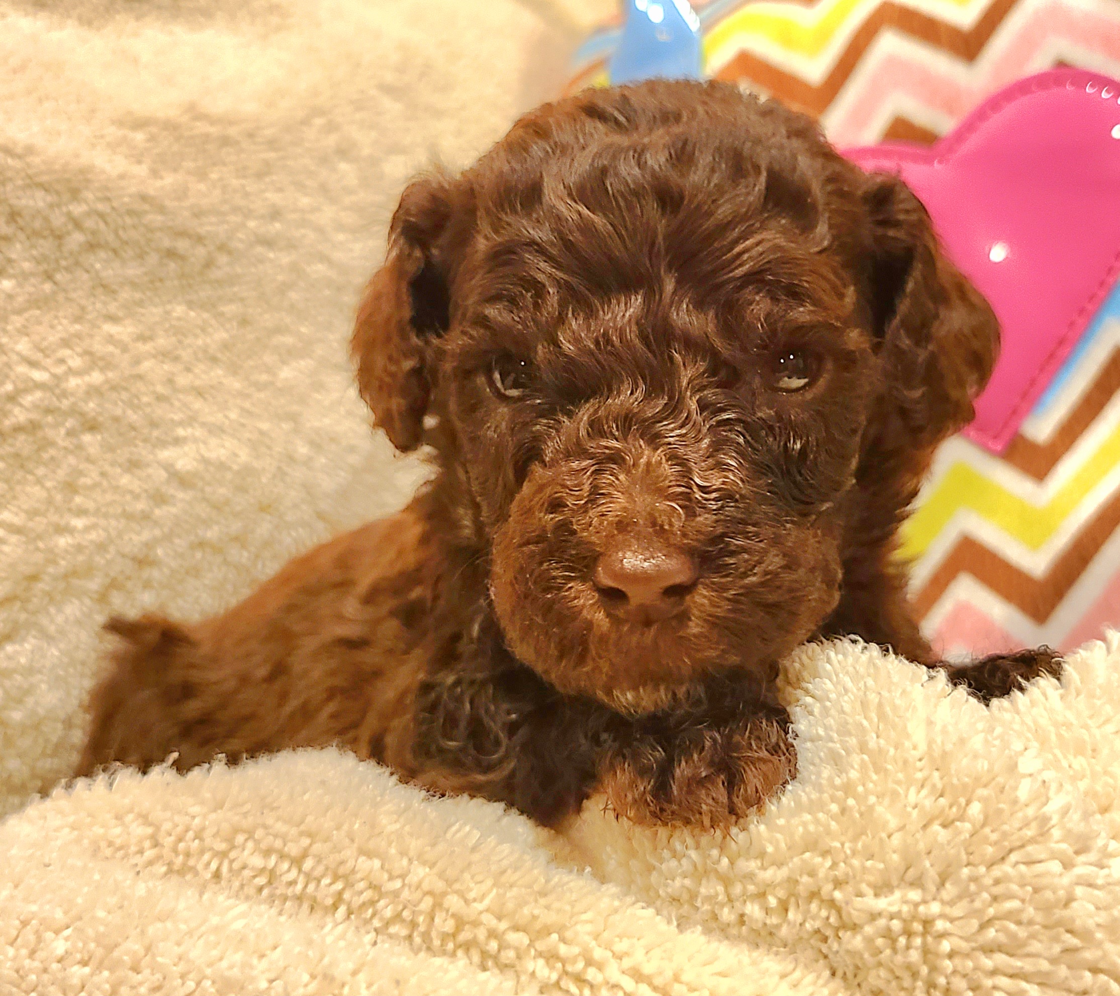 POSEIDON - Chocolate Labradoodle puppy in Florida from 7 Puppies