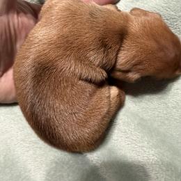 Dachshund Puppies from Witchy Woman’s Wiener’s