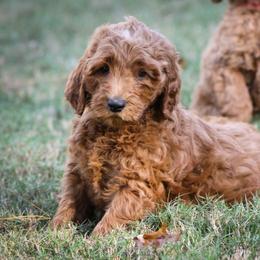 Goldendoodle Puppies from GoldenFido