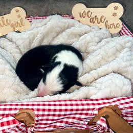 Koda - Female - Black and white female Border Collie puppy in Avery, Texas from Willa Creek Border Collies