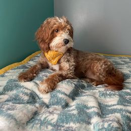 Margot - Goldendoodle