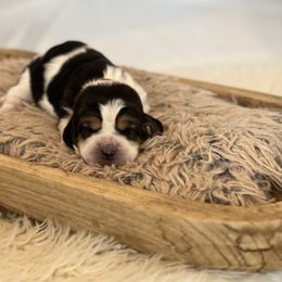 Cranberry - Black brown and white female Basset Hound puppy in Lone Jack, Missouri from Wee Little Bassets
