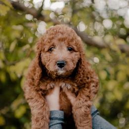 Goldendoodle and Sheepadoodle Puppies from Red River Goldendoodles