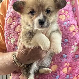 Girl 1 - Fawn female Pembroke Welsh Corgi puppy in Moulton, Alabama from Reed's Pembroke Corgi Welsh