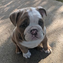 Bulldogs from 🚫No Bull-Schmidt's bulldogs