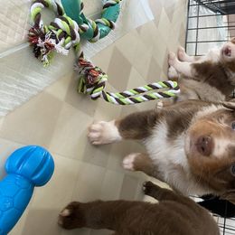 Miniature Australian Shepherd and Toy Australian Shepherd Puppies from Sunset Hill Mini & Toy Aussies
