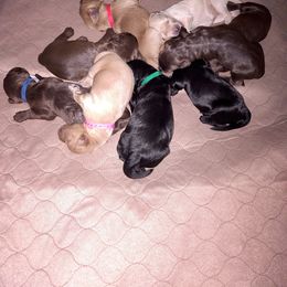 Australian Labradoodle Puppies from Whimsical Australian Labradoodles