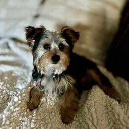 Yorkshire Terrier Puppies from Rumbaugh’s Yorkies