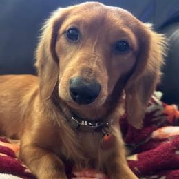 Dachshunds from Tended & Treasured Pups, LLC