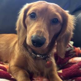 Dachshunds from Tended & Treasured Pups, LLC
