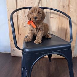 Orange Boy- miniGoldendoodle - Red  male Goldendoodle puppy in Piedmont, South Carolina from The Farm at Saluda Ridge