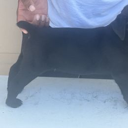 Black - Black Cane Corso puppy in Laplace, Louisiana from BFM Cane Corso’s