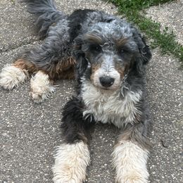 Flynn - Bernedoodle