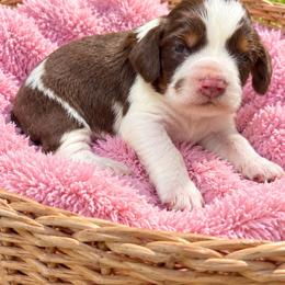 Female 1 - Tri-Roan female English Springer Spaniel puppy in Fairfield, California from Goldridge Springers