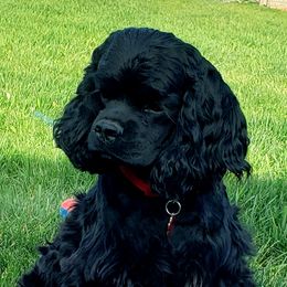 Sassy - Cocker Spaniel